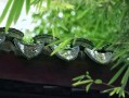 马年宝宝取名文姓 马文名字有什么含义？